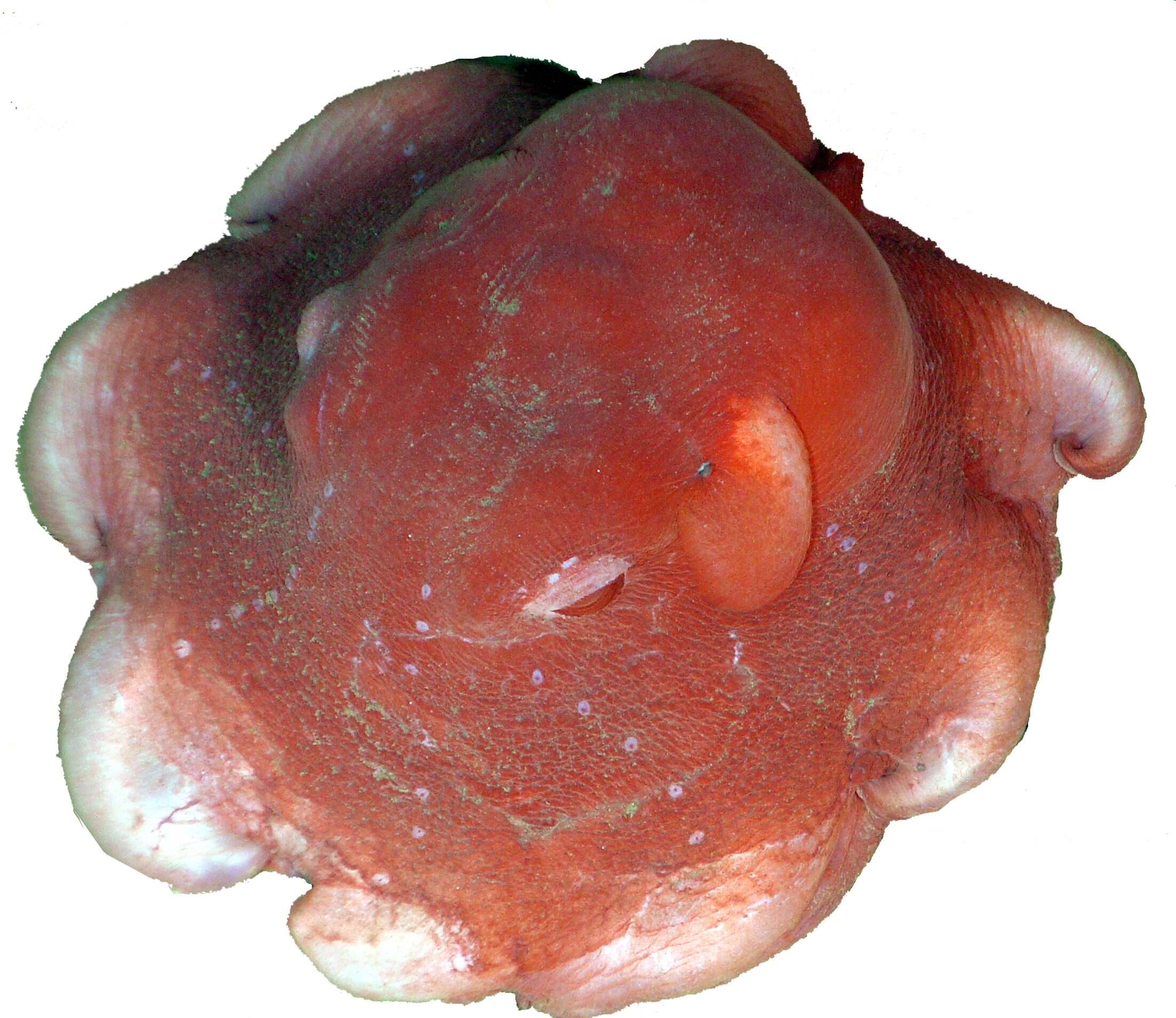 Image of Flapjack octopus