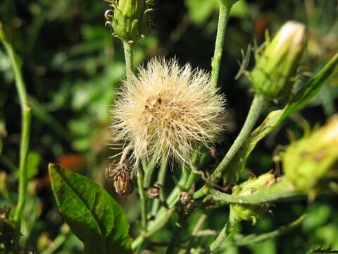 Image of hawkweed