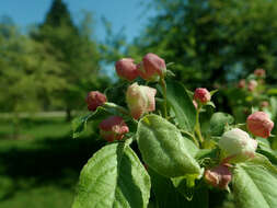 Image of Manchurian crab apple