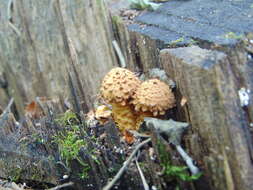 Pholiota squarrosa (Vahl) P. Kumm. 1871 resmi