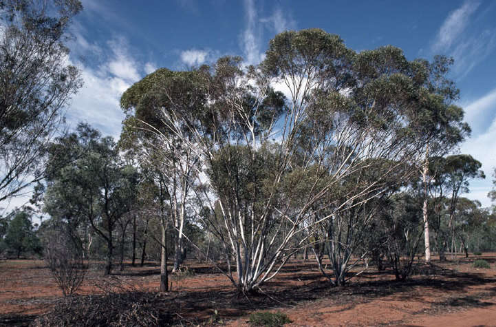 Image of Eucalyptus eremophila (Diels) Maiden