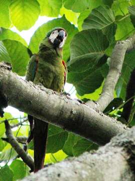 Image of Chestnut-fronted Macaw