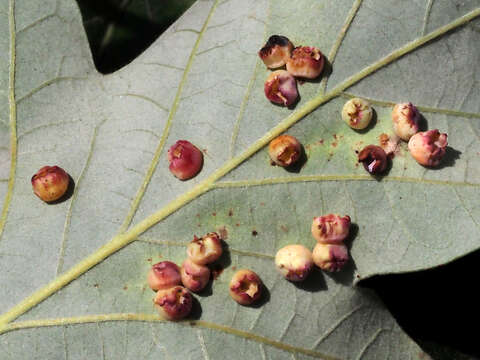 Image of Phylloteras volutellae