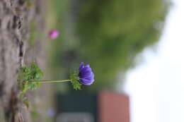 Imagem de Anemone coronaria L.