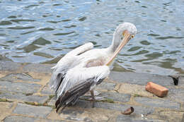 Image of Grey Pelican