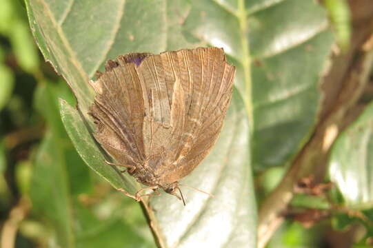 Plancia ëd Arhopala centaurus (Fabricius 1775)