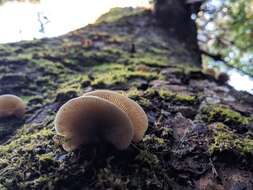 Image of Crepidotus mollis (Schaeff.) Staude 1857