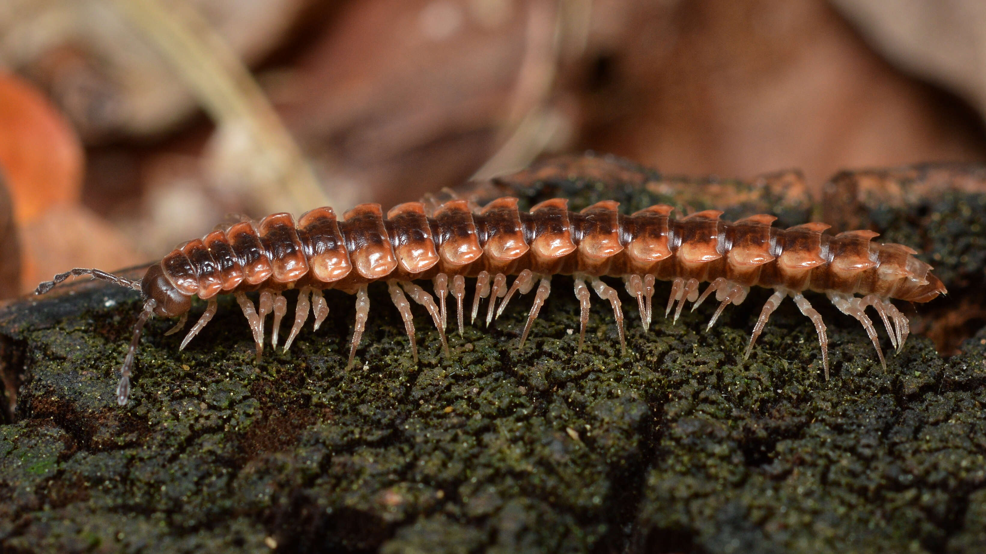 Image of Pseudopolydesmus