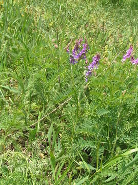 Imagem de Vicia tenuifolia Roth