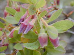 Image de Vaccinium reticulatum Sm.