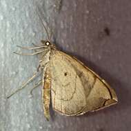 Image of Chevron Moth