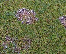 Image of Pink Snow Mold