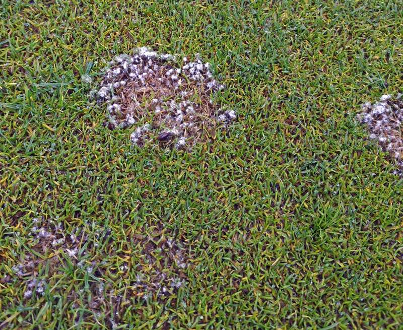 Image of Pink Snow Mold