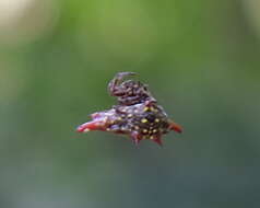 Image of Gasteracantha sturi (Doleschall 1857)