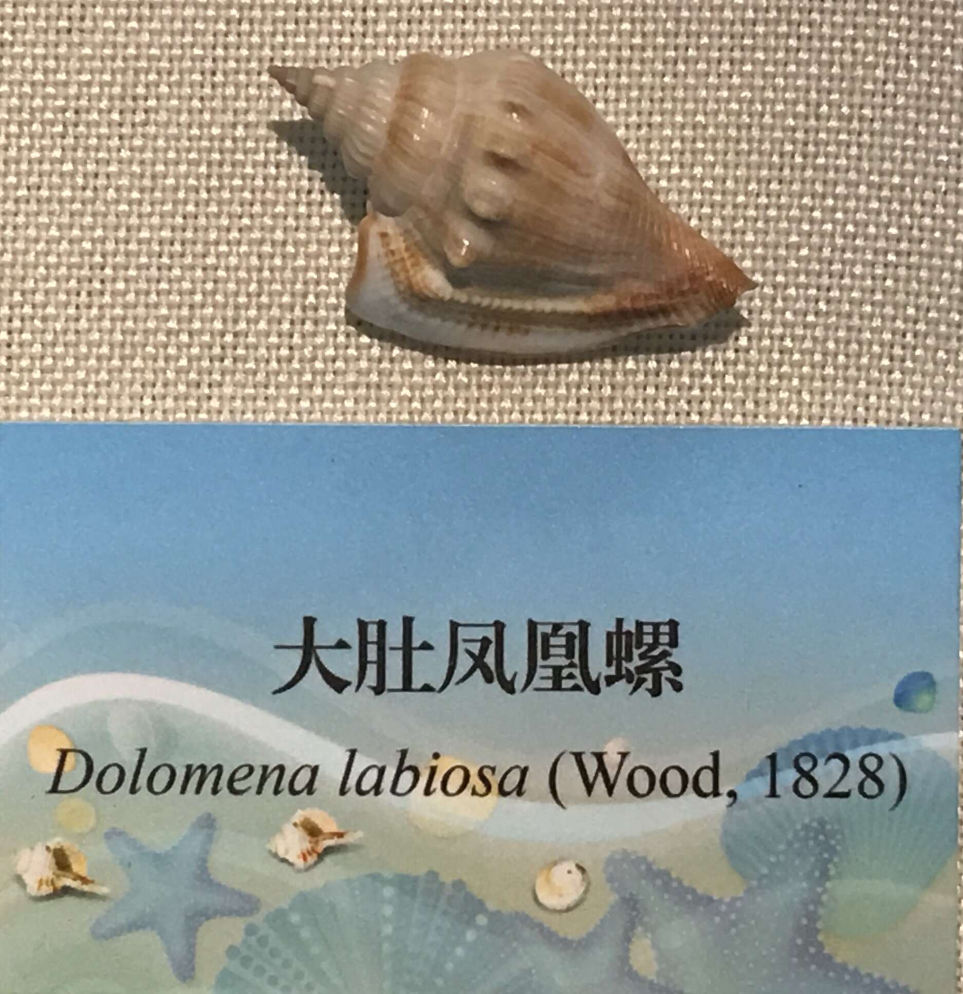 Image of Dolomena labiosa (Wood 1828)