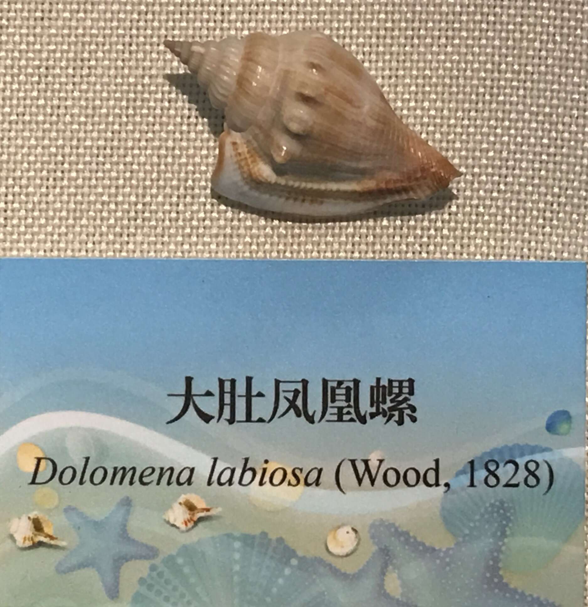 صورة Dolomena labiosa (Wood 1828)