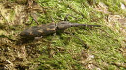 Image of Giraffe weevil