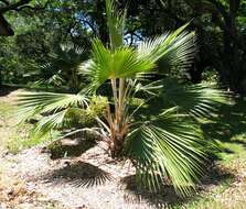 Imagem de Pritchardia napaliensis H. St. John