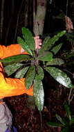 Image of Conchocarpus