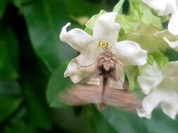 Araujia sericifera Brot. resmi