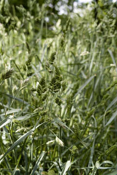 Image of Cocksfoot or Orchard Grass