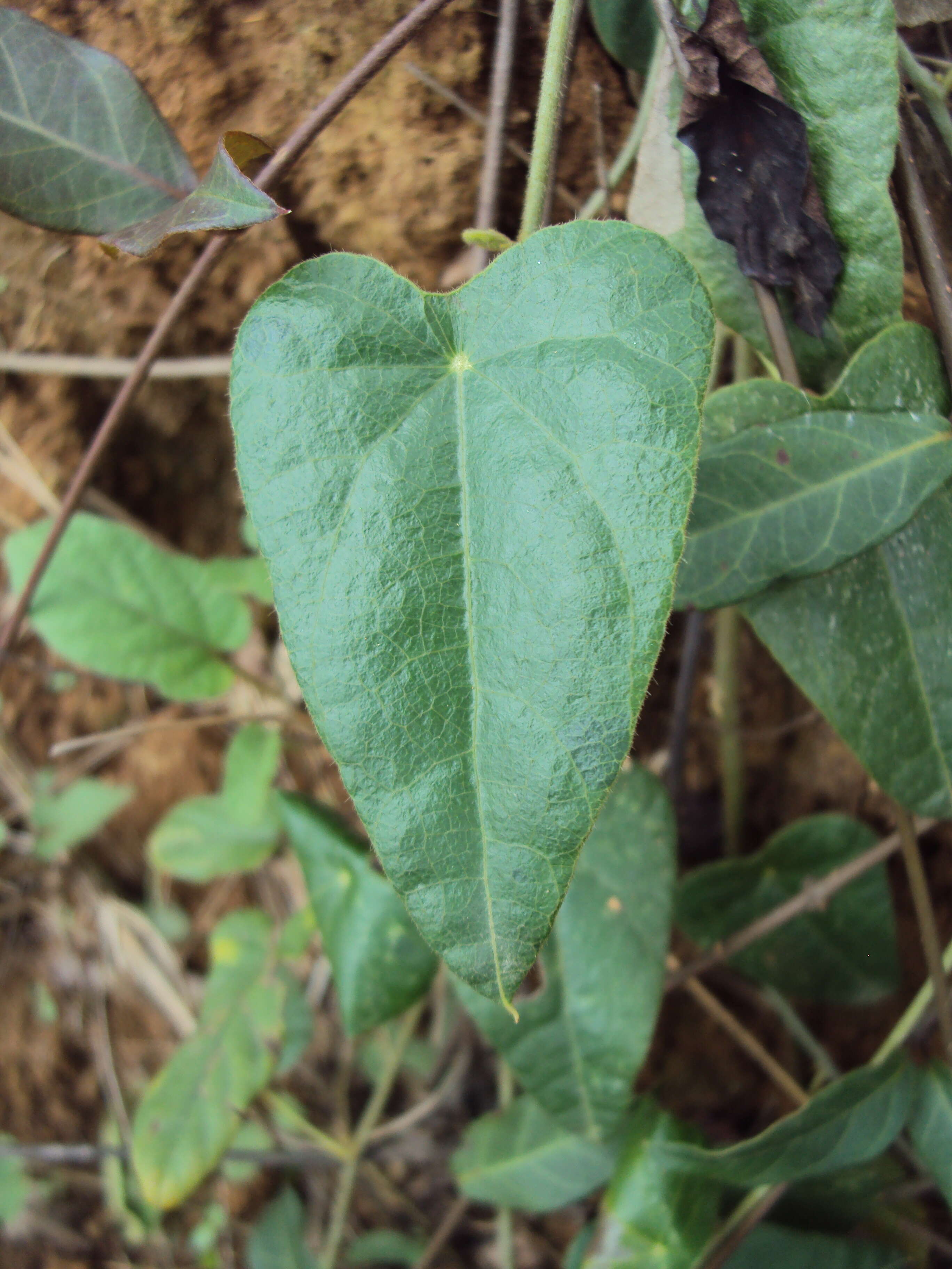 Image of Cyclea peltata Hook. fil. & Thoms.