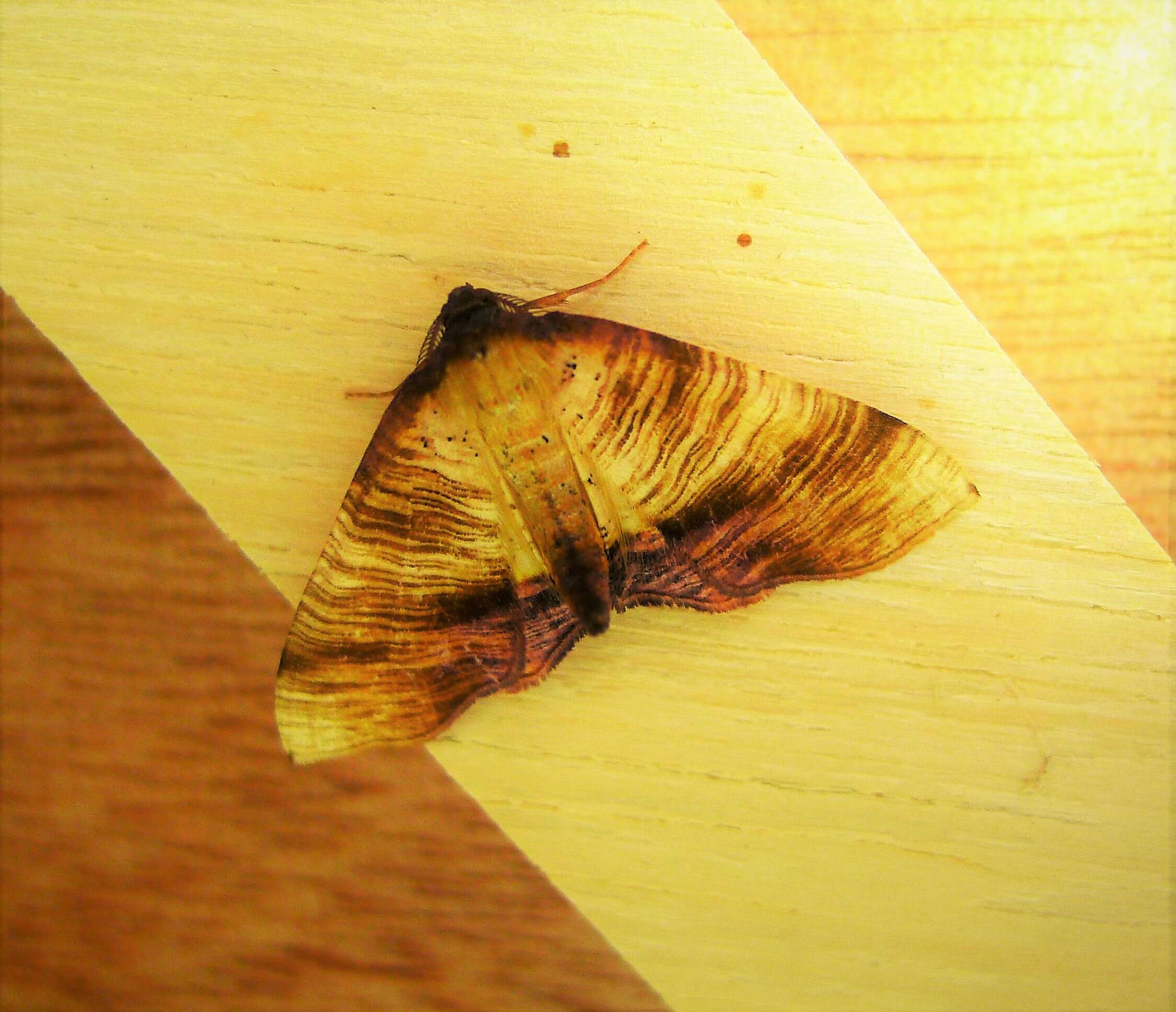 Image of scorched wing