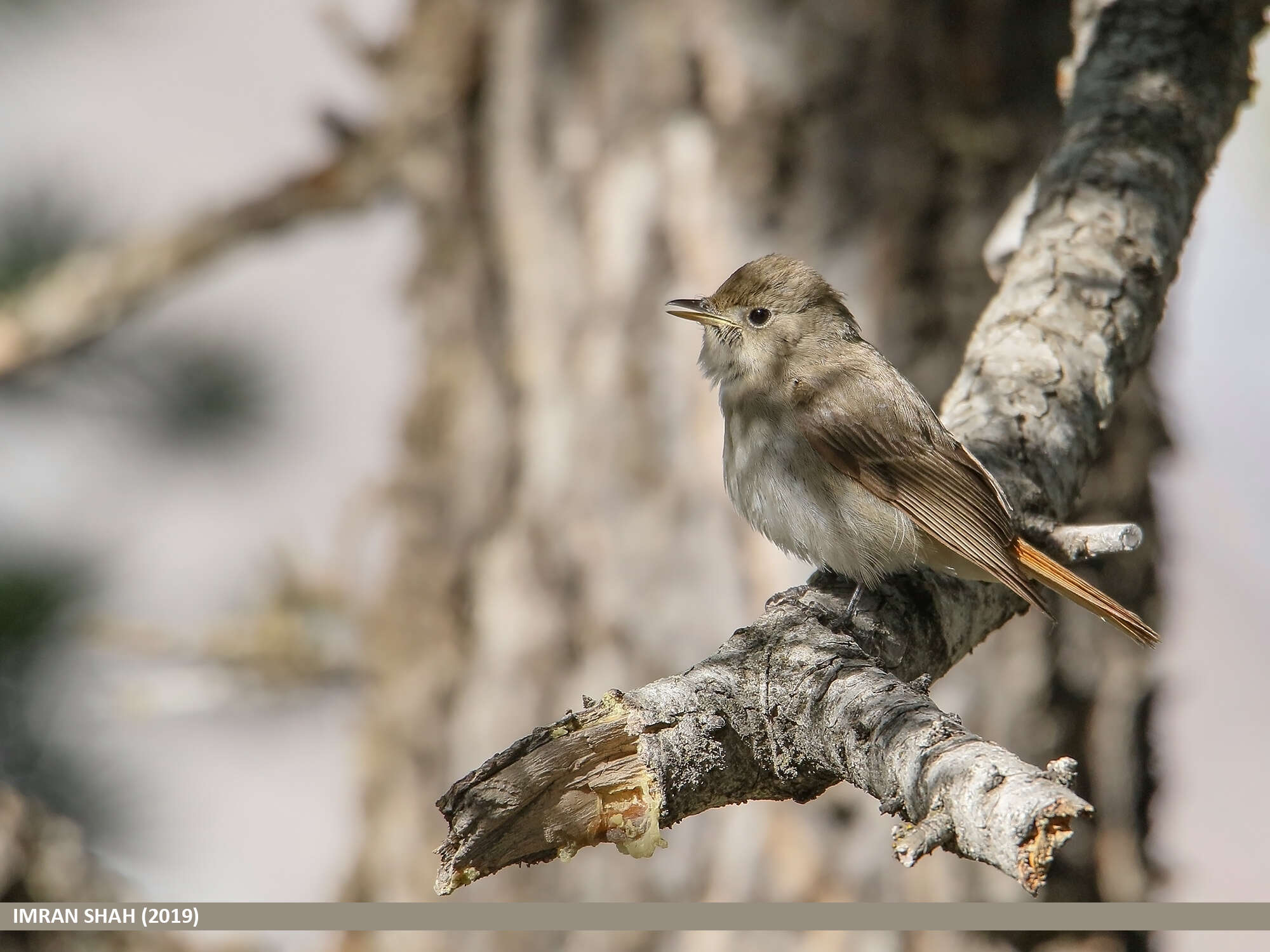 Image of Rusty-tailed Flycatcher