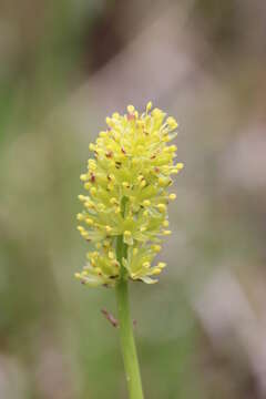 Image of Tofield's asphodel