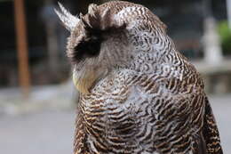 Image of Barred Eagle-Owl