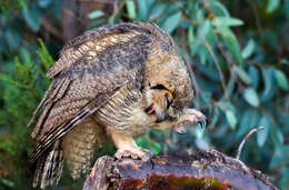 Image of Great Horned Owl