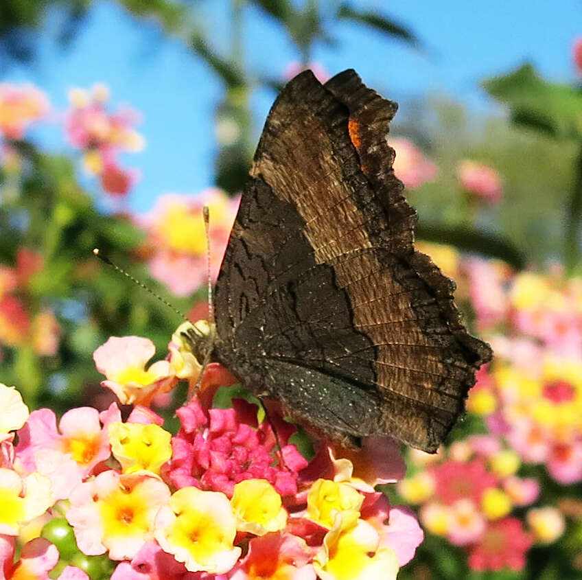 Image of Milbert's Tortoiseshell