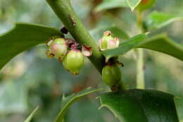 Image of Perny's Holly