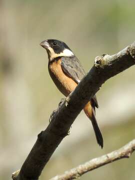 صورة Sporophila torqueola (Bonaparte 1850)