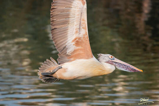 Image of Grey Pelican