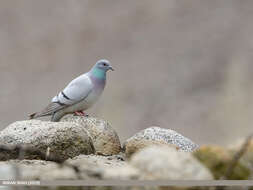 Image of Hill Pigeon