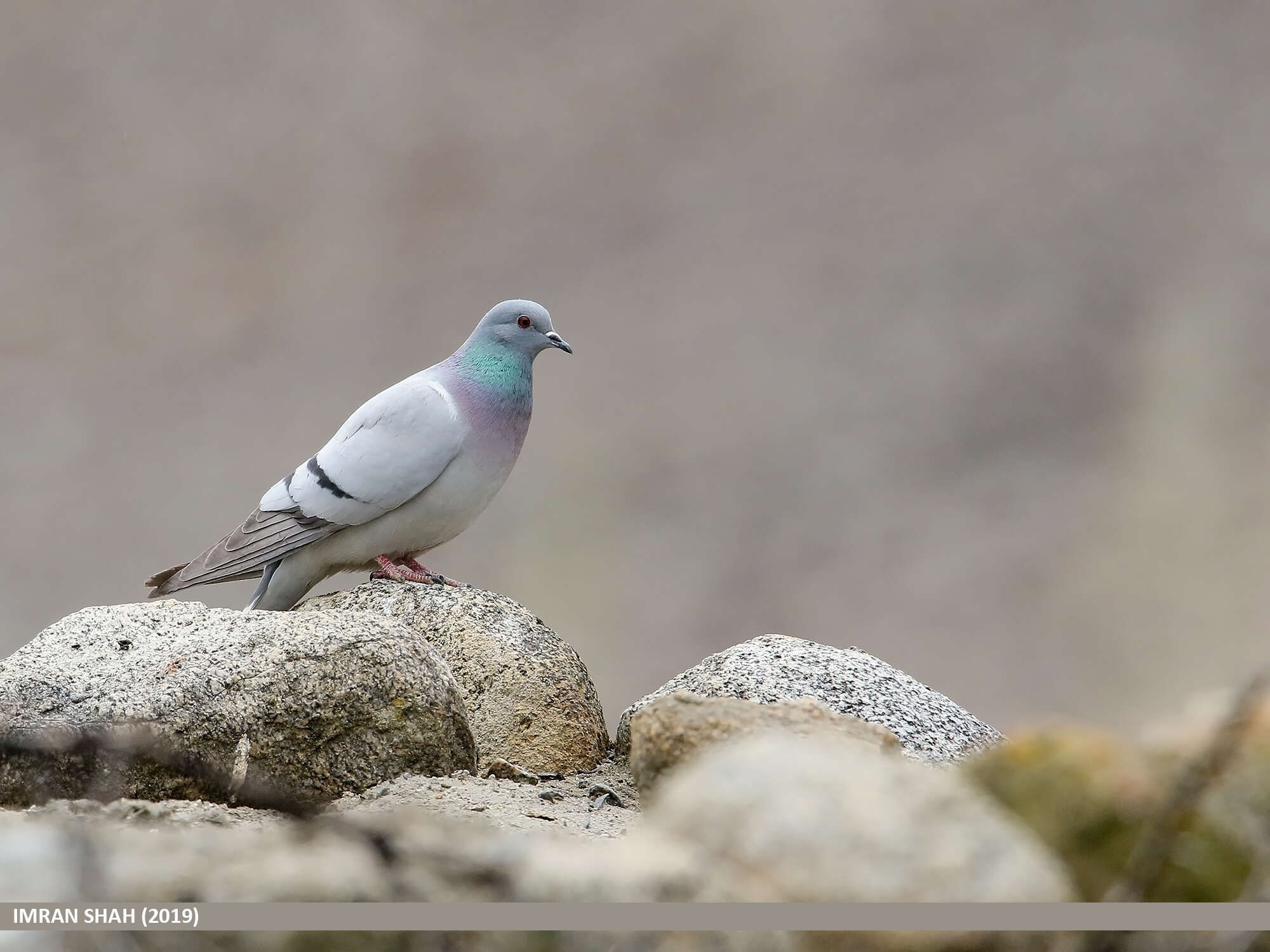 Image of Hill Pigeon