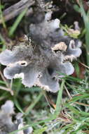 Image of felt lichen