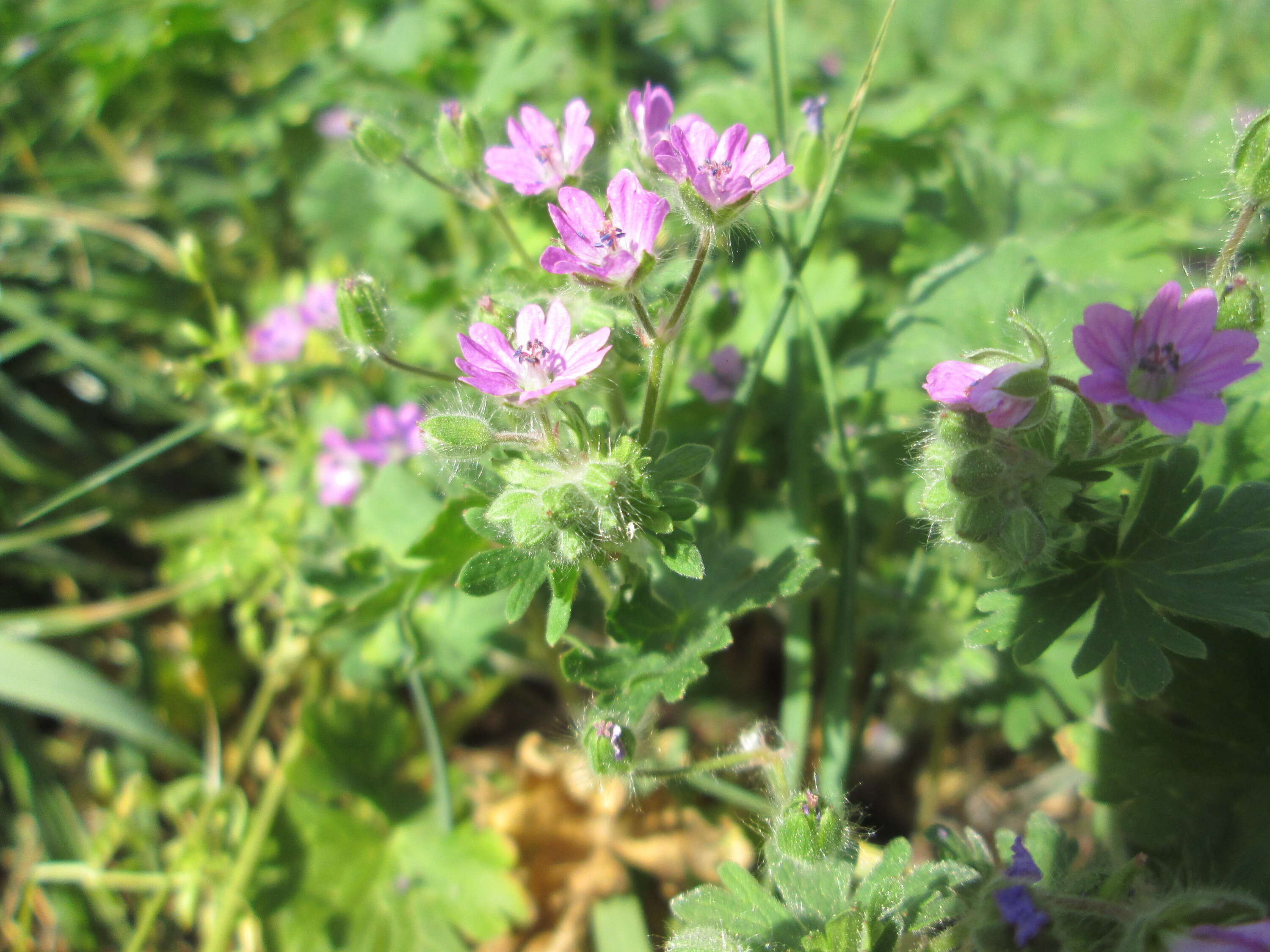 Imagem de Geranium molle L.