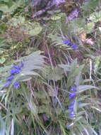 Image of Gentiana asclepiadea L.