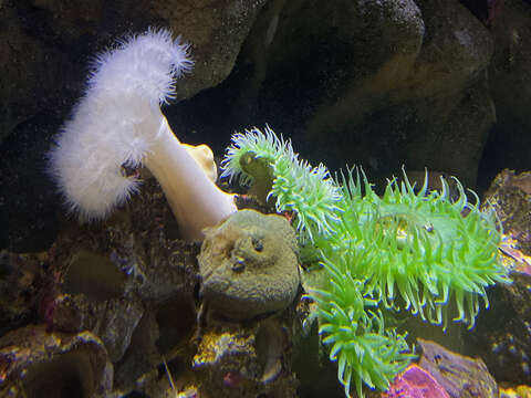 Image of giant green anemone