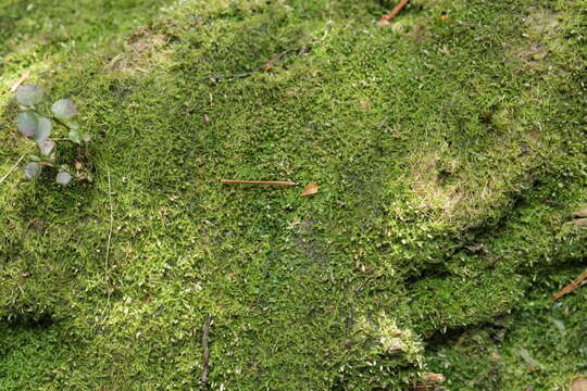 Image of Fuscocephaloziopsis connivens (Dicks.) Vána & L. Söderstr.