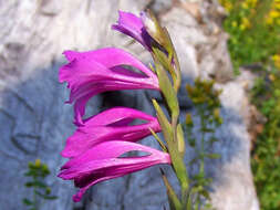 Imagem de Gladiolus imbricatus L.