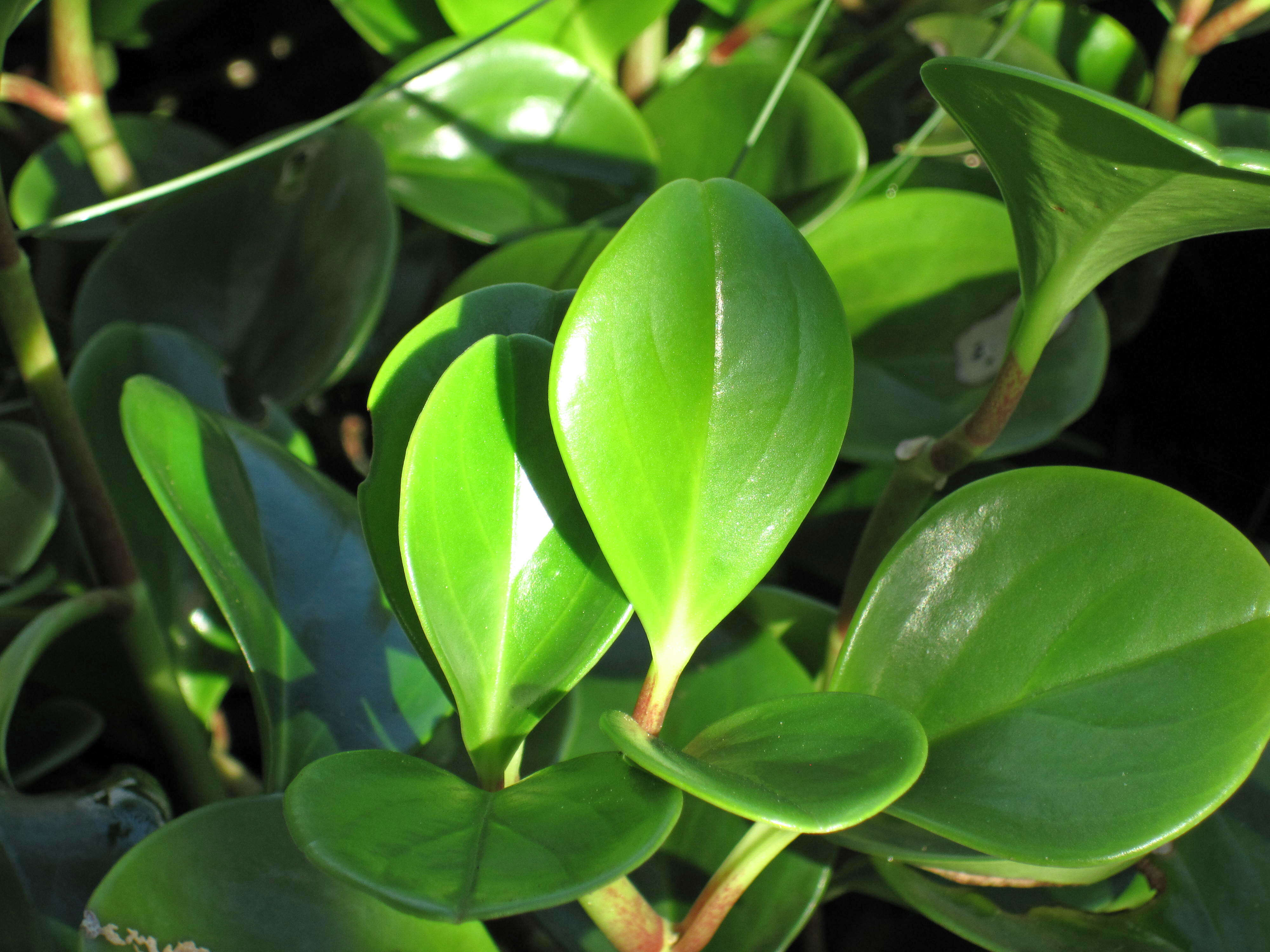 Peperomia obtusifolia (L.) A. Dietr. resmi