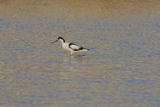 Image of avocet, pied avocet