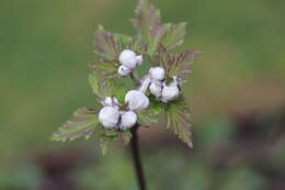 Image of Japanese Thimbleweed