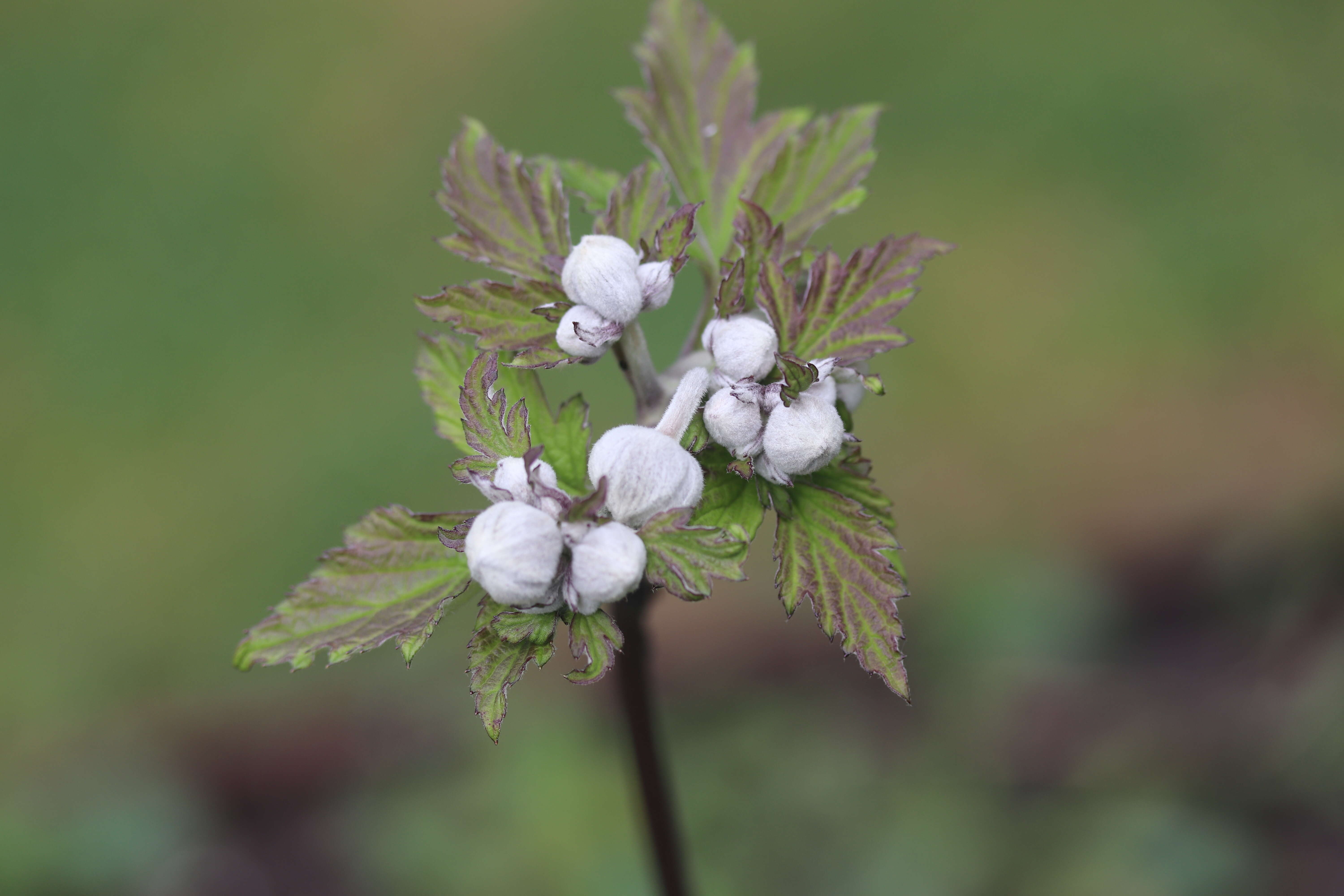 Image of Japanese Thimbleweed