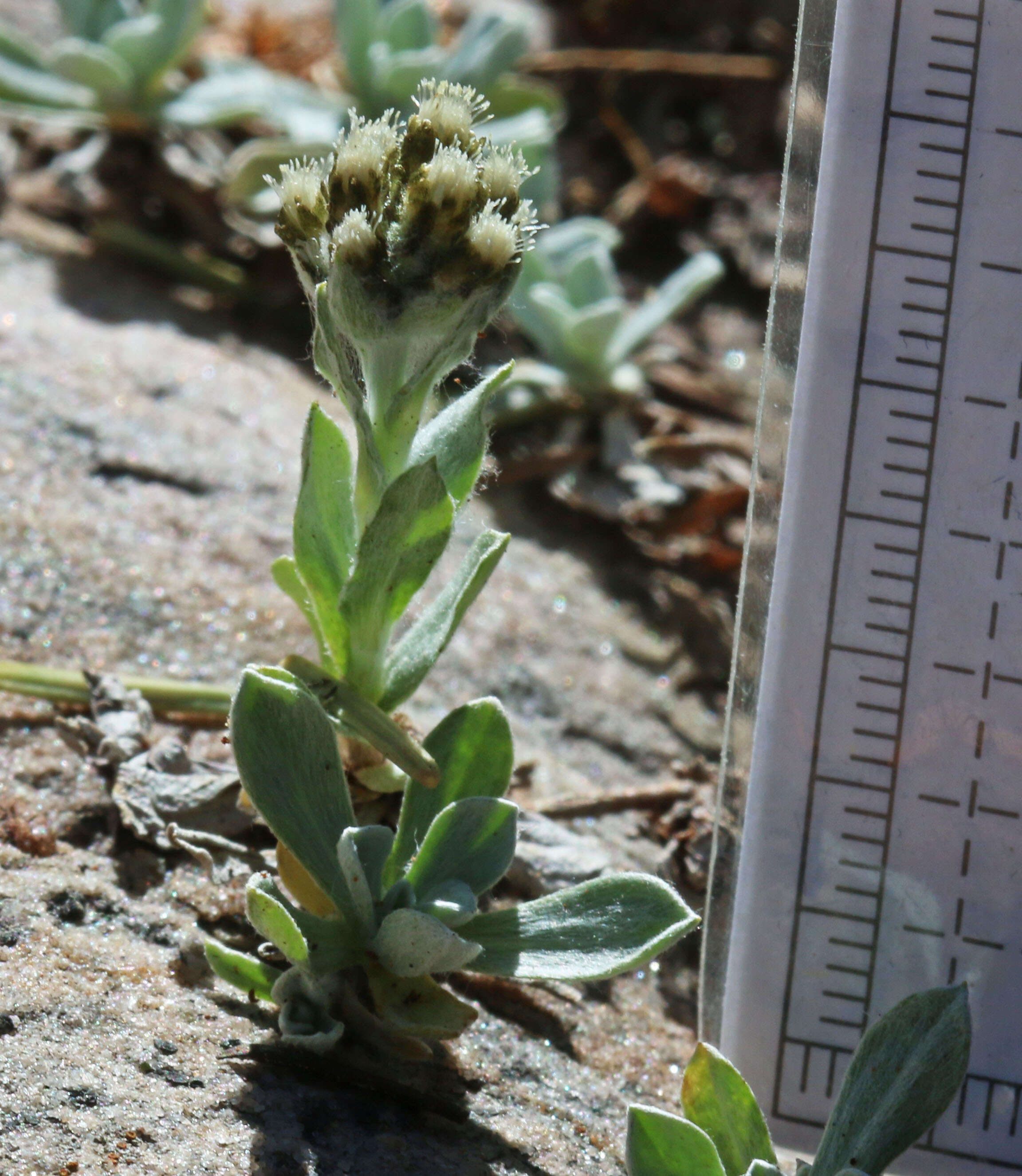 Image of Rocky Mountain pussytoes