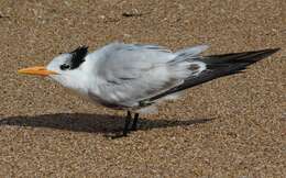 Image of Royal Tern