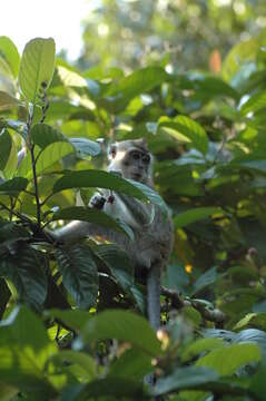 Image of Long-tailed Macaque